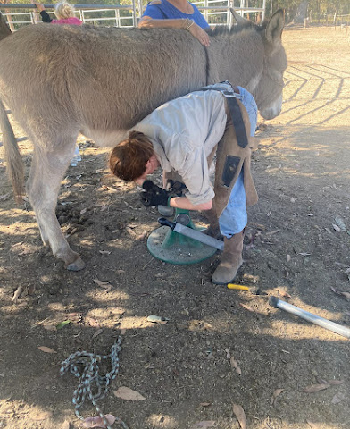 Trimming a donkey
